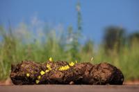 Kruger NP - Dung 2